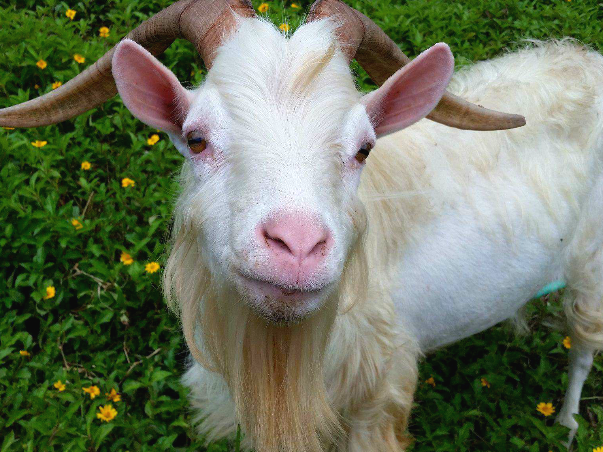 沖縄でヤギを飼う理由と ヤギの品種 石垣島ナビ
