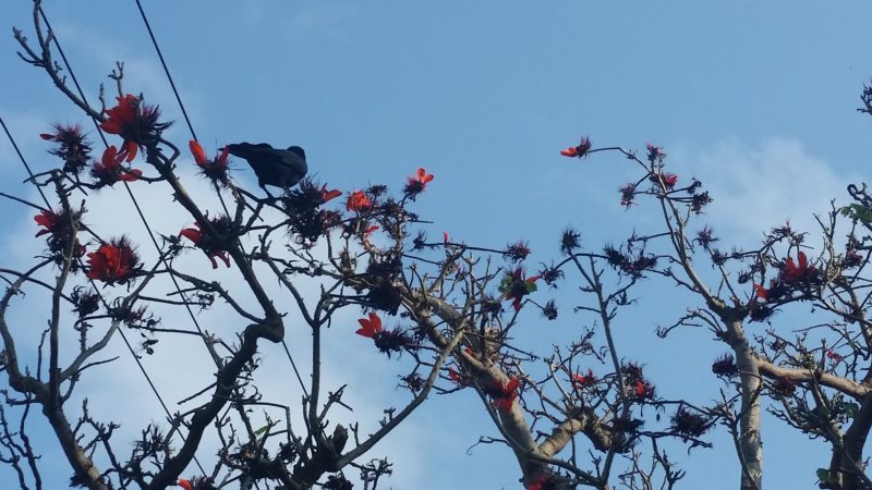 沖縄の県花 デイゴの花 の特徴 見れるスポット 石垣島ナビ