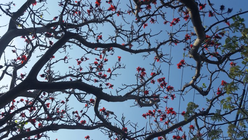 沖縄の県花 デイゴの花 の特徴 見れるスポット 石垣島ナビ 沖縄の県花 デイゴの花 の特徴 見れるスポット 石垣島ナビ
