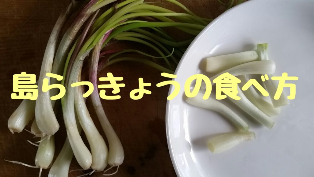 写真あり 島らっきょうの食べ方を紹介します 石垣島ナビ