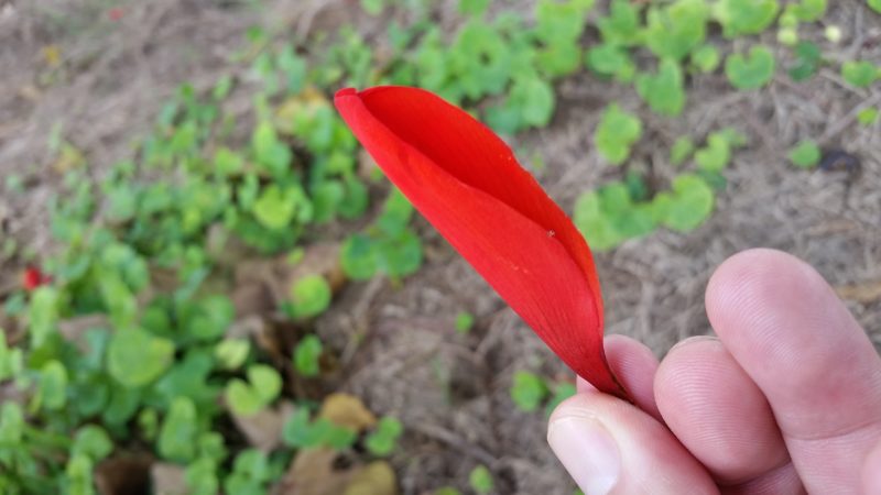 沖縄の県花 デイゴの花 の特徴 見れるスポット 石垣島ナビ