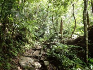 西表島の山道