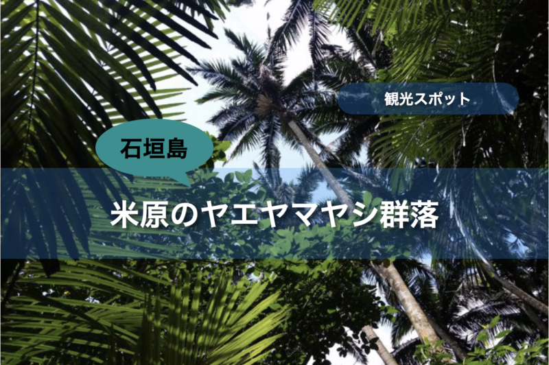 【石垣島】米原のヤエヤマヤシ群落｜行き方・遊び方・周辺のお店
