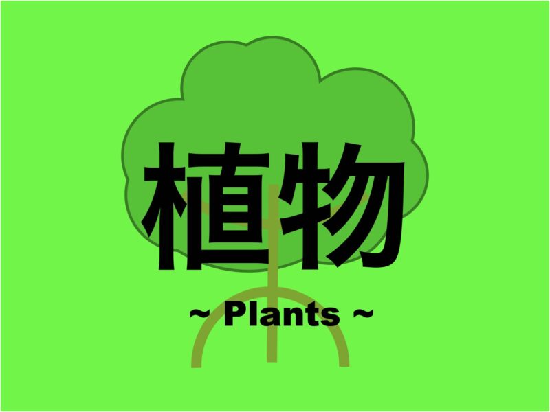 【沖縄】植物